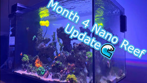 Fluval Evo Nano Reef DFLOW Build Update